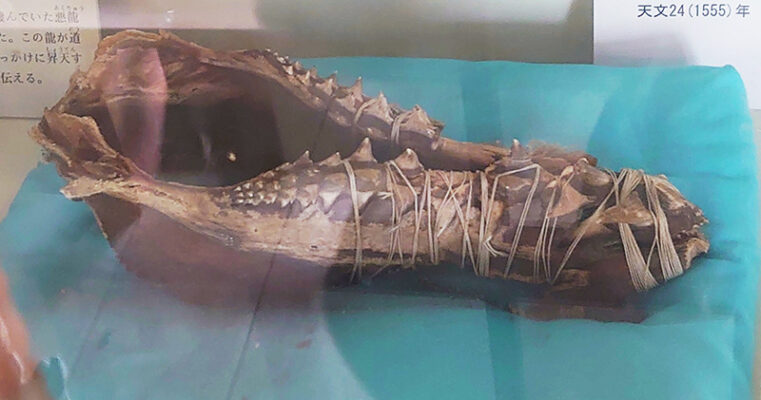 画像：法雲寺の龍の骨